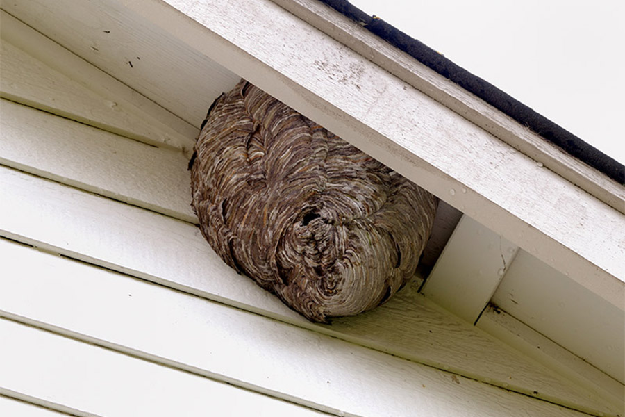 bees nest under roof