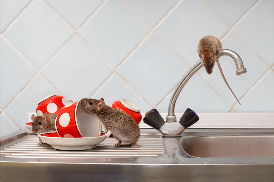 close up of mice playing by the sink