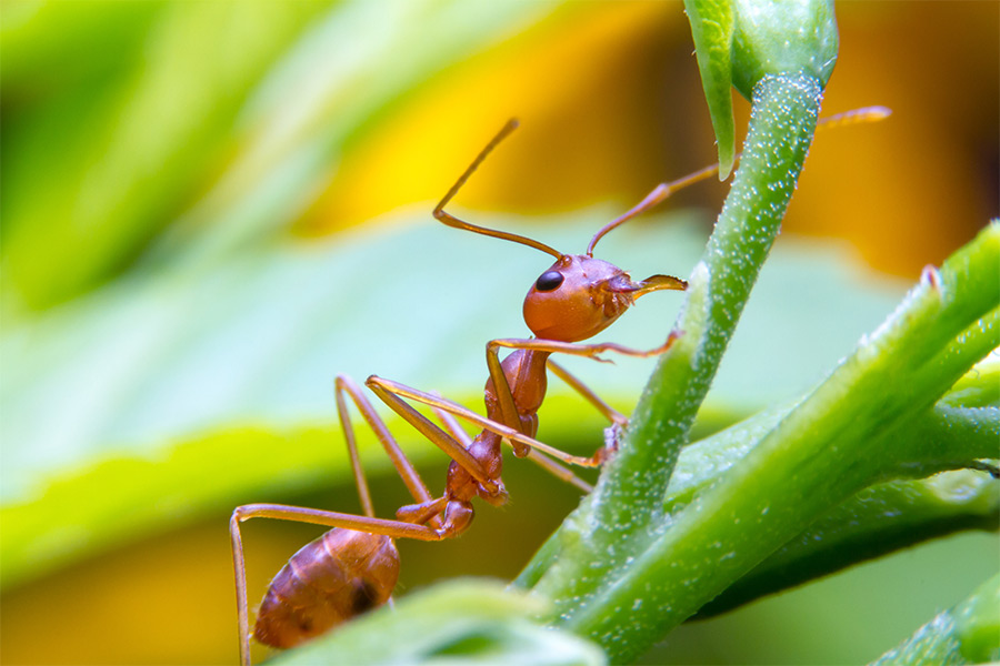 close up of red ant on plant stem