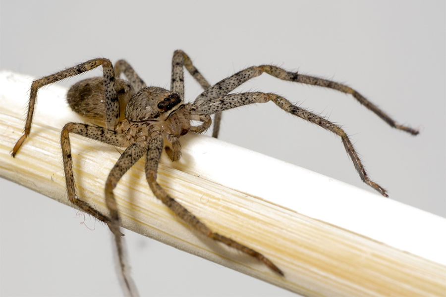 close up on big brown spider