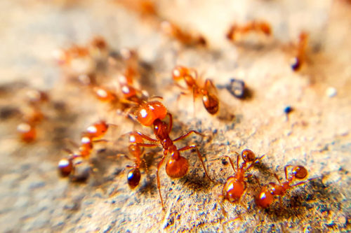 close up on fire ants