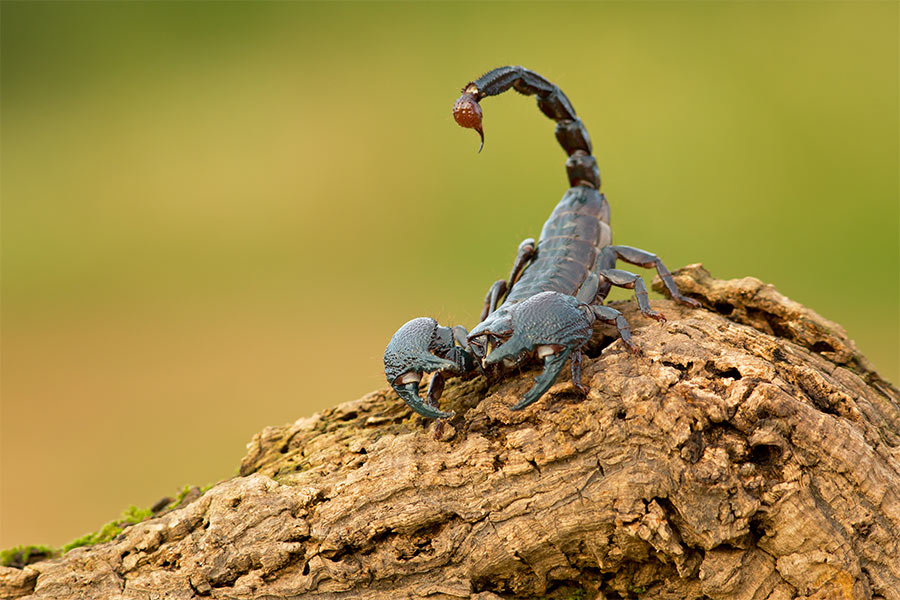 close up on scorpion sitting on rock