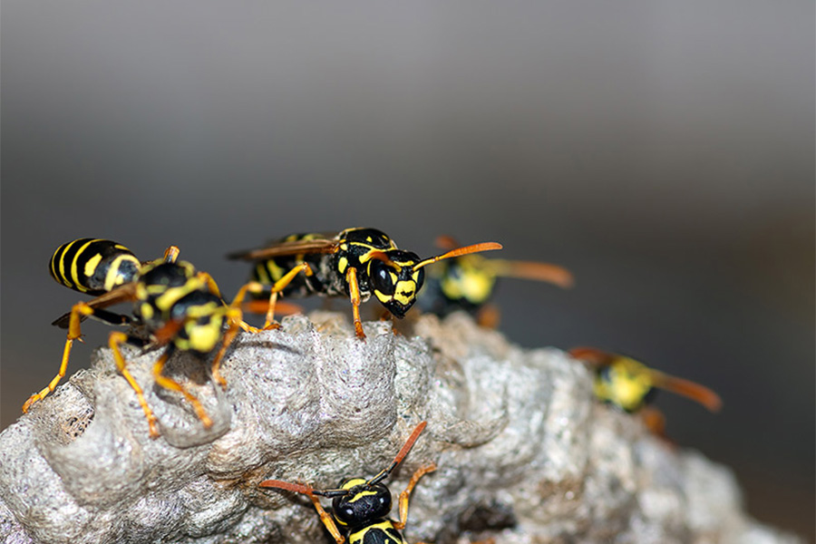 close up on wasps on their nest
