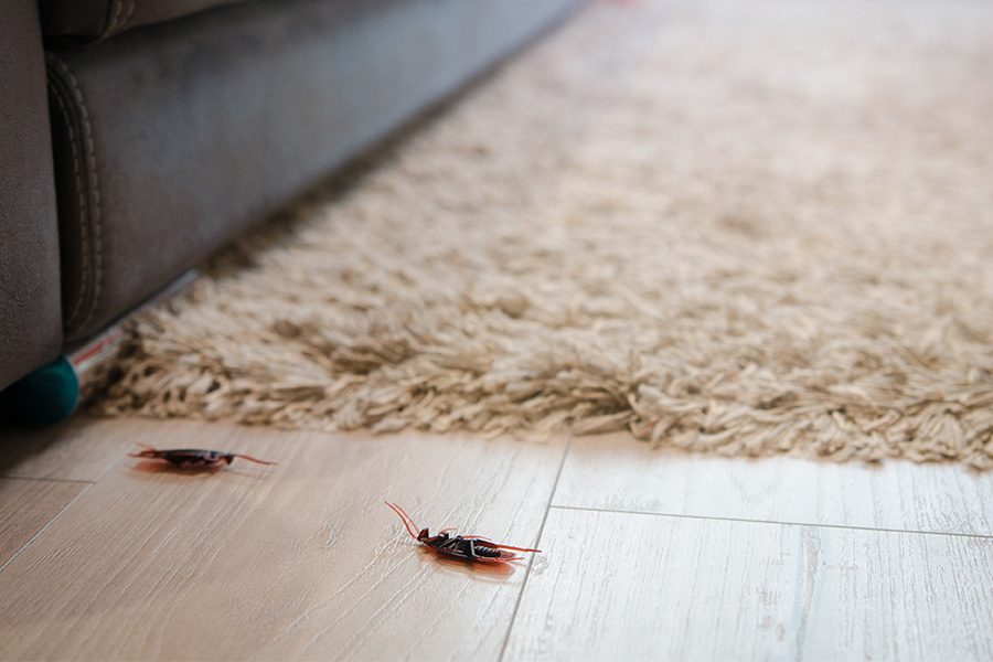 cockroaches dead near living room couch