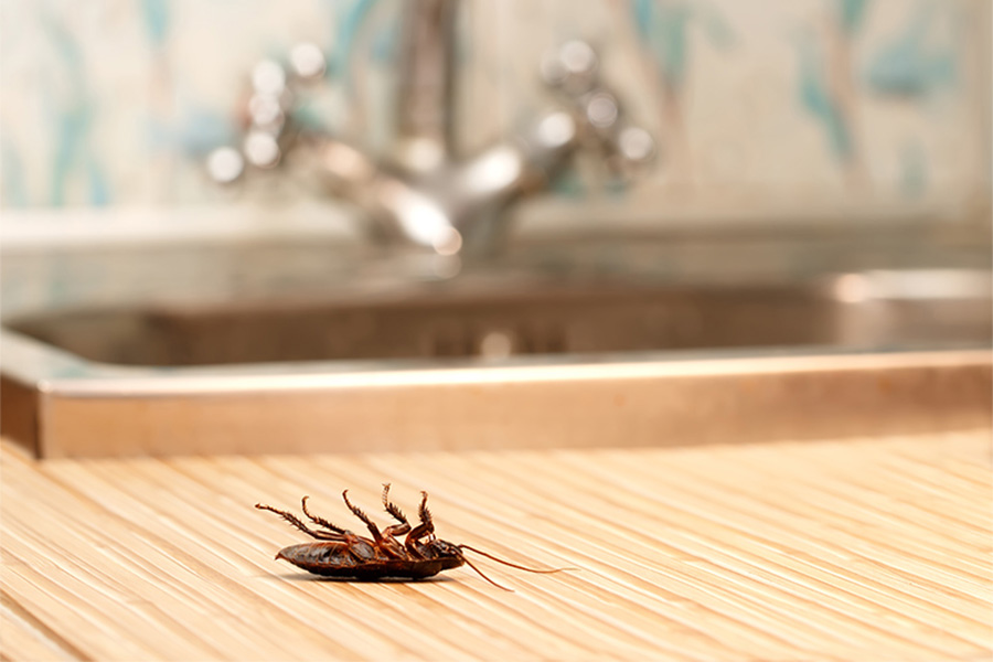 dead cockroach near sink