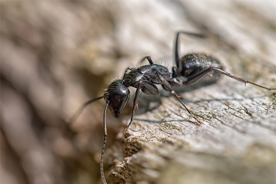upclose of ant