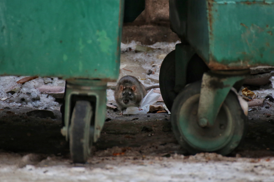 rat near dumpster mack co
