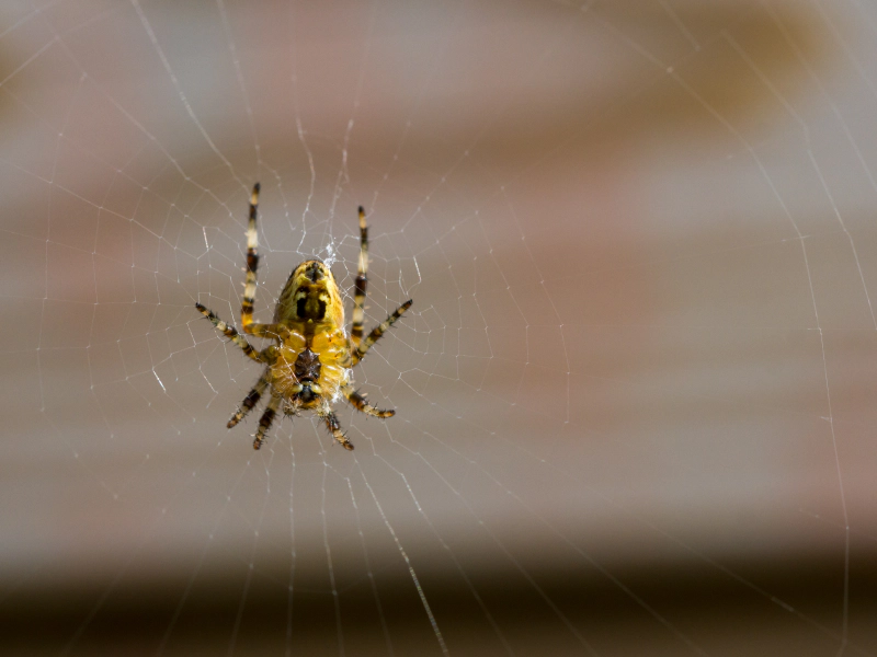 yellow spider in a spiderweb