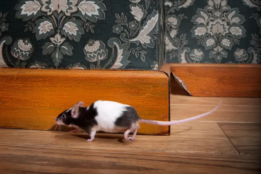 Mouse walking near baseboard